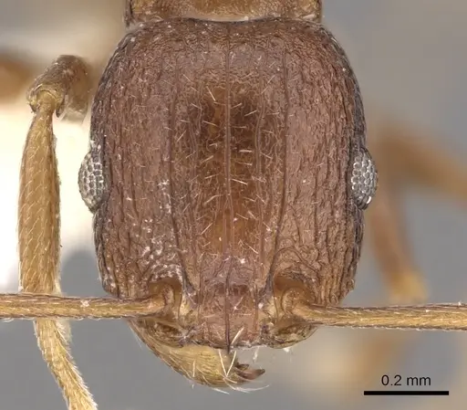 Tetramorium praetextum specimen CASENT0901195 image casent0901195_2