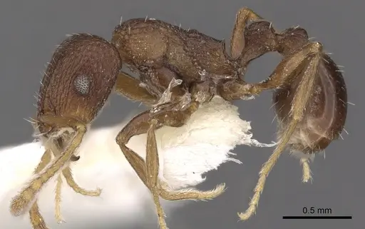 Tetramorium praetextum specimen CASENT0901195 image casent0901195_3
