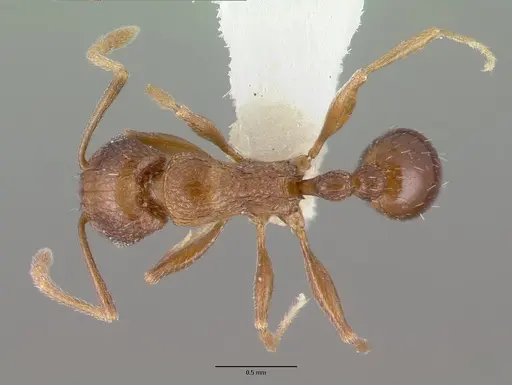 Tetramorium praetextum specimen CASTYPE13391 image castype13391_1