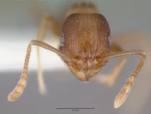 Tetramorium praetextum specimen CASTYPE13391 image castype13391_2