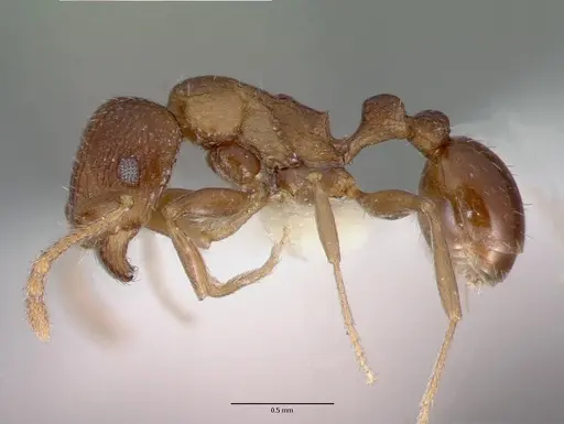 Tetramorium praetextum specimen CASTYPE13391 image castype13391_3