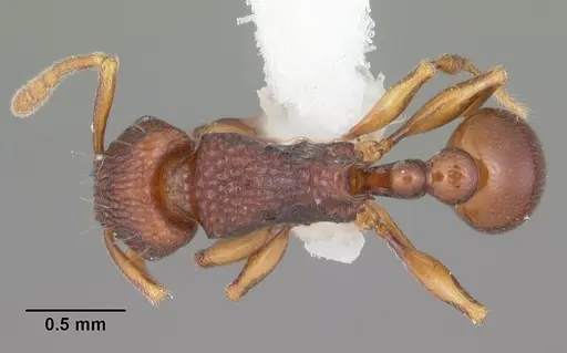 Tetramorium proximum specimen CASENT0102341 image casent0102341_1