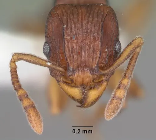 Tetramorium proximum specimen CASENT0102341 image casent0102341_2