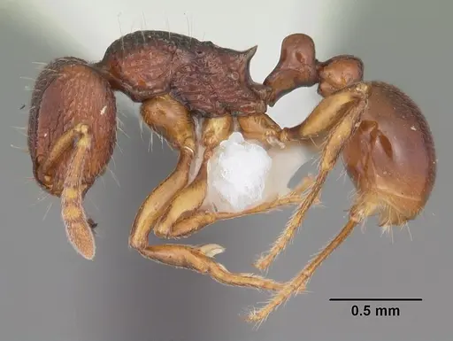 Tetramorium proximum specimen CASENT0102341 image casent0102341_3