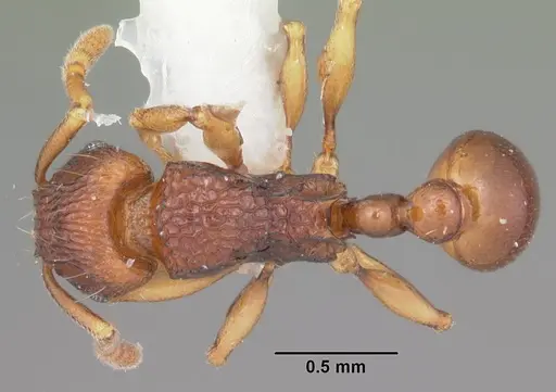 Tetramorium proximum specimen CASENT0102342 image casent0102342_1