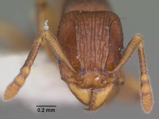 Tetramorium proximum specimen CASENT0102342 image casent0102342_2