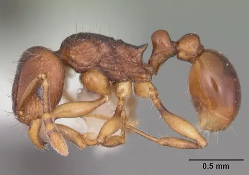 Tetramorium proximum specimen CASENT0102342 image casent0102342_3