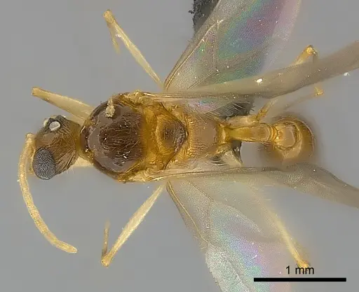 Tetramorium proximum specimen CASENT0151909 image casent0151909_1