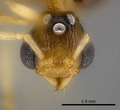 Tetramorium proximum specimen CASENT0151909 image casent0151909_2