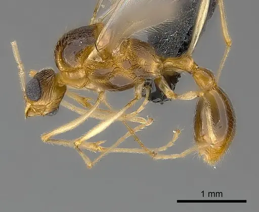 Tetramorium proximum specimen CASENT0151909 image casent0151909_3