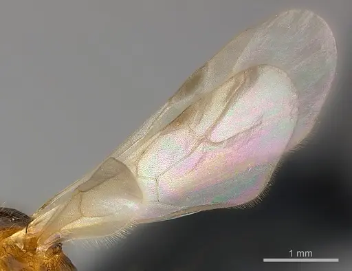 Tetramorium proximum specimen CASENT0151909 image casent0151909_4