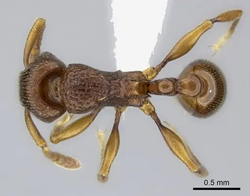Tetramorium proximum specimen CASENT0189114 image casent0189114_1