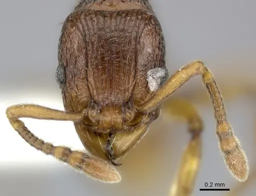 Tetramorium proximum specimen CASENT0189114 image casent0189114_2