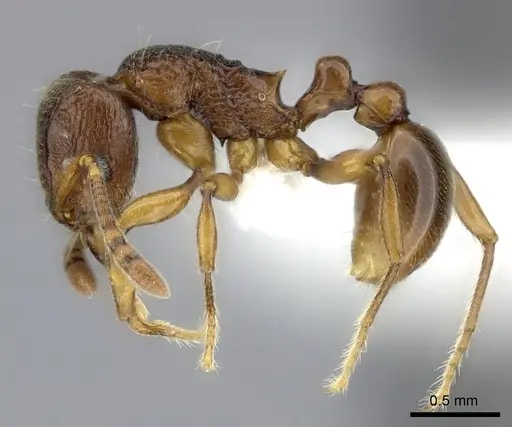 Tetramorium proximum specimen CASENT0189114 image casent0189114_3