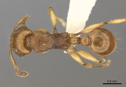 Tetramorium proximum specimen CASENT0189117 image casent0189117_1