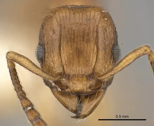 Tetramorium proximum specimen CASENT0189117 image casent0189117_2