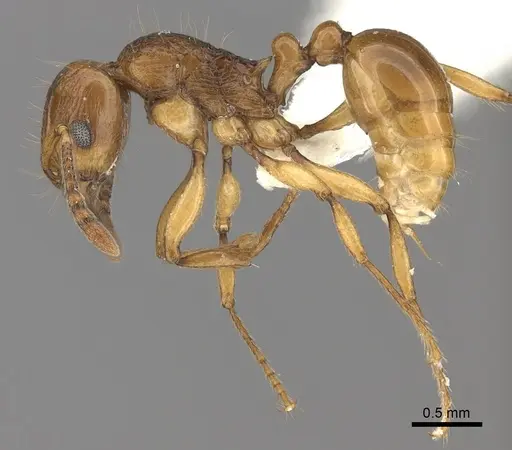 Tetramorium proximum specimen CASENT0189117 image casent0189117_3