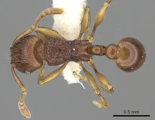 Tetramorium proximum specimen CASENT0235211 image casent0235211_1
