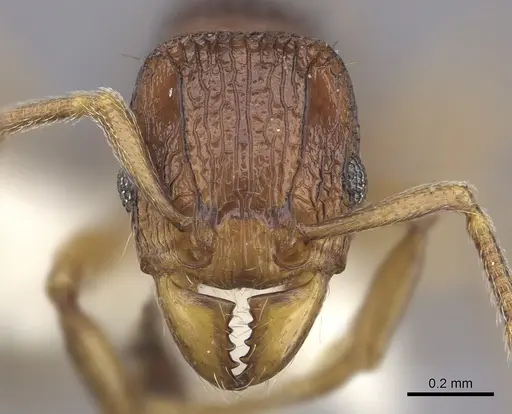 Tetramorium proximum specimen CASENT0235211 image casent0235211_2