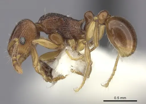 Tetramorium proximum specimen CASENT0235211 image casent0235211_3