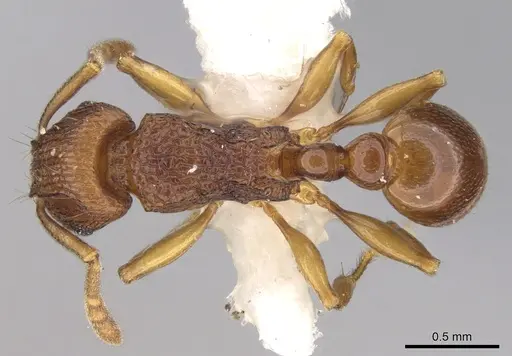 Tetramorium proximum specimen CASENT0906146 image casent0906146_1