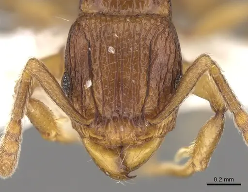 Tetramorium proximum specimen CASENT0906146 image casent0906146_2