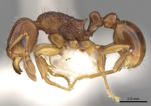 Tetramorium proximum specimen CASENT0906146 image casent0906146_3