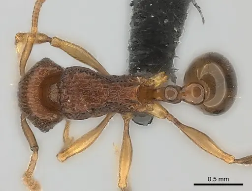 Tetramorium pseudogladius specimen CASENT0153605 image casent0153605_1