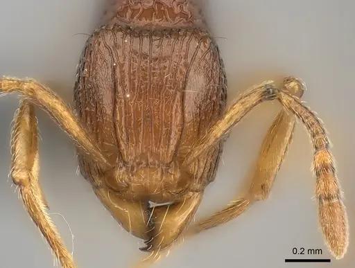 Tetramorium pseudogladius specimen CASENT0153605 image casent0153605_2