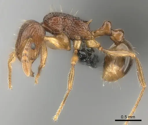 Tetramorium pseudogladius specimen CASENT0153605 image casent0153605_3