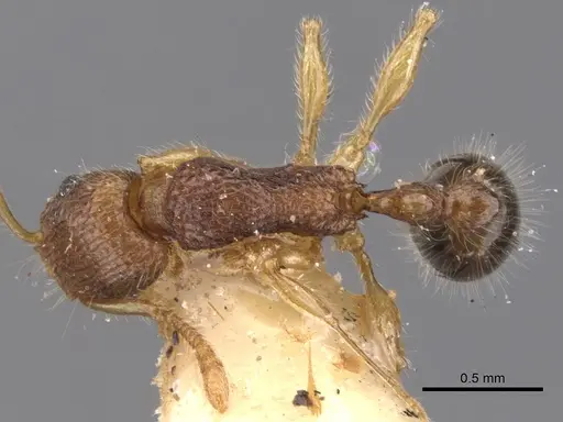 Tetramorium psymanum specimen CASENT0901237 image casent0901237_1