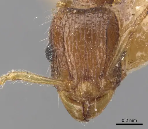 Tetramorium psymanum specimen CASENT0901237 image casent0901237_2
