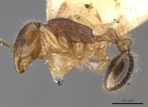 Tetramorium psymanum specimen CASENT0901237 image casent0901237_3