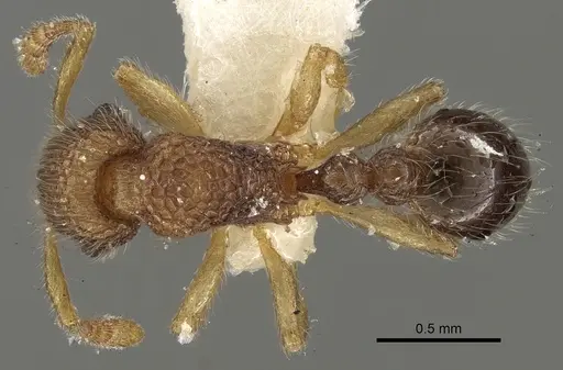 Tetramorium pulchellum specimen CASENT0280894 image casent0280894_1