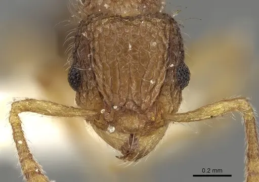 Tetramorium pulchellum specimen CASENT0280894 image casent0280894_2