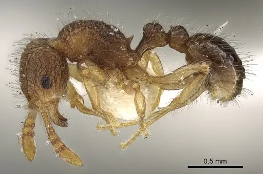 Tetramorium pulchellum specimen CASENT0280894 image casent0280894_3