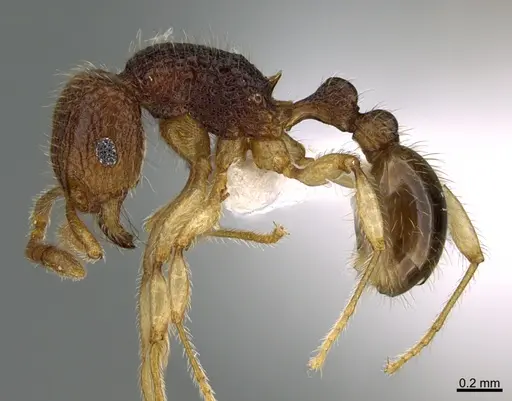 Tetramorium pulchellum specimen CASENT0435179 image casent0435179_1