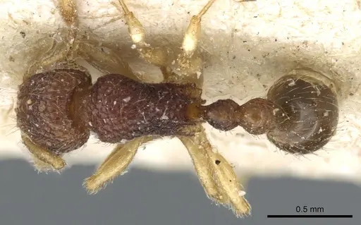 Tetramorium pulchellum specimen CASENT0904856 image casent0904856_1