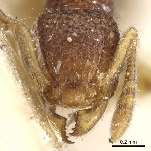 Tetramorium pulchellum specimen CASENT0904856 image casent0904856_2
