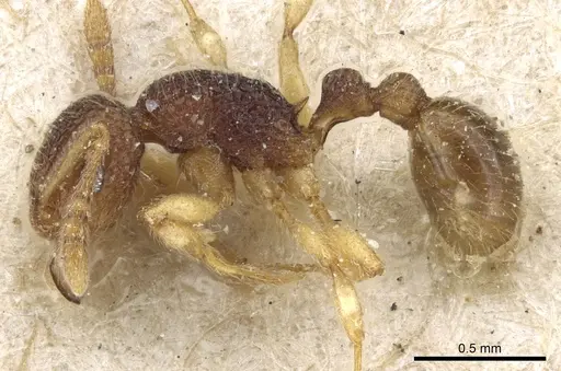 Tetramorium pulchellum specimen CASENT0904856 image casent0904856_3