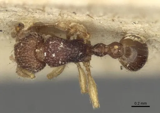 Tetramorium pulchellum specimen CASENT0916592 image casent0916592_1