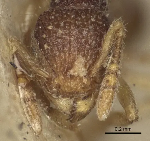 Tetramorium pulchellum specimen CASENT0916592 image casent0916592_2