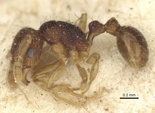 Tetramorium pulchellum specimen CASENT0916592 image casent0916592_3