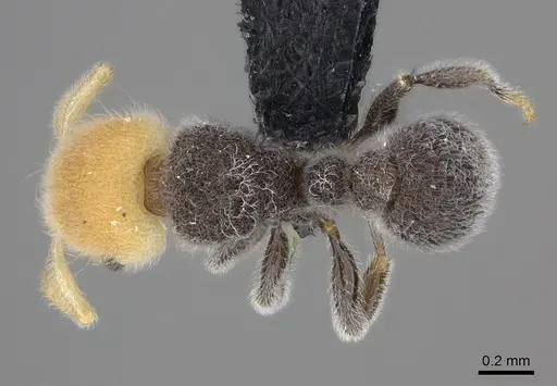Tetramorium pulcherrimum specimen CASENT0094780 image casent0094780_1