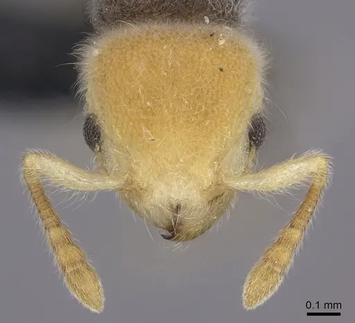 Tetramorium pulcherrimum specimen CASENT0094780 image casent0094780_2