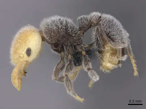 Tetramorium pulcherrimum specimen CASENT0094780 image casent0094780_3