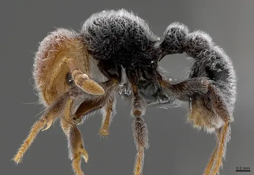 Tetramorium pulcherrimum specimen CASENT0363728 image casent0363728_1
