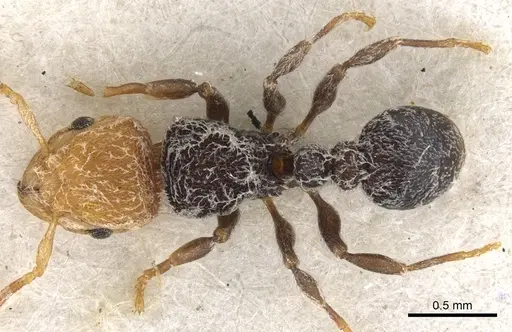 Tetramorium pulcherrimum specimen CASENT0901132 image casent0901132_1