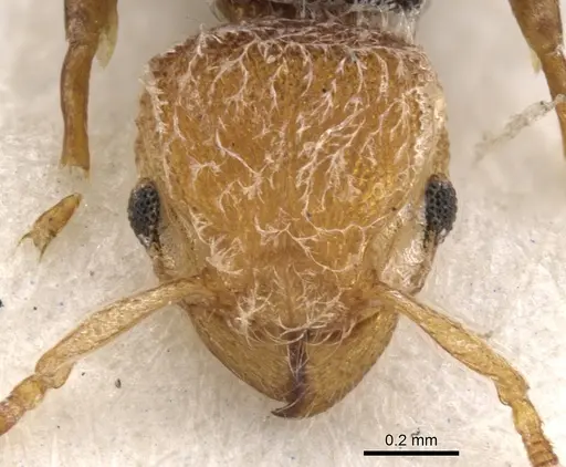 Tetramorium pulcherrimum specimen CASENT0901132 image casent0901132_2