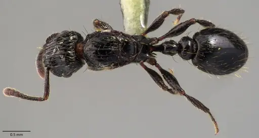 Tetramorium pullulum specimen ANTWEB1060157 image antweb1060157_1